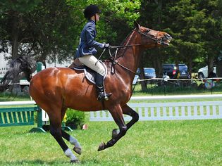 Horse ridden in standing martingale with rider in English gear.