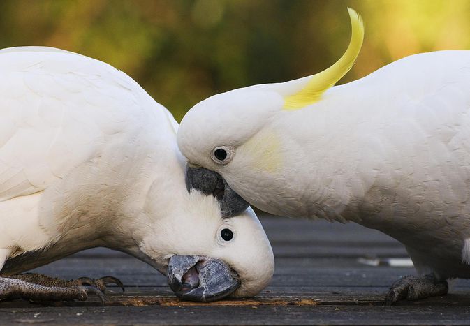 Sulphur-crested Cockatoos fighting, Dandenong Ranges, Victoria, Australia