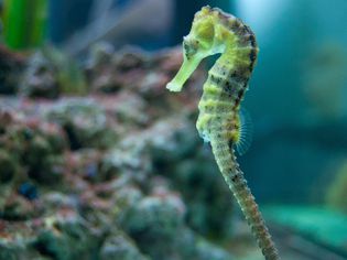 Seahorse in fish tank