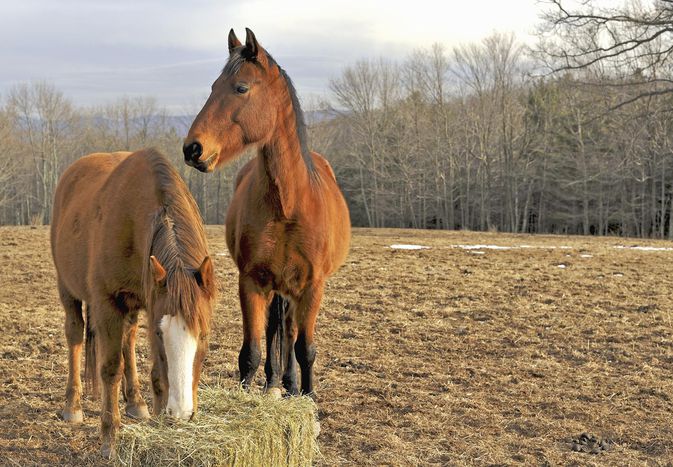 Horses eating hay in country field in the winter