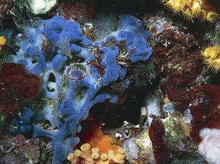 Red algae (Peyssonnelia squamaria) and member of Serpulidae's family on a sponge