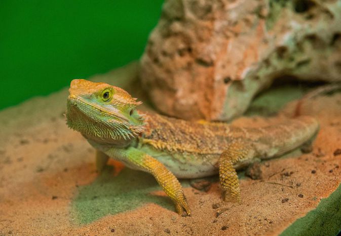 Bearded dragon