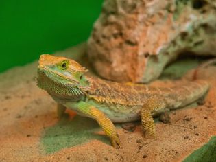 Bearded dragon