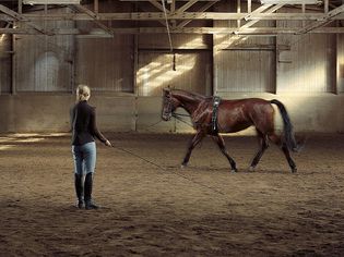 Woman leading a horse around an area and practicing lunging.