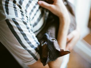 Sphynx cat and owner