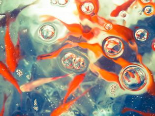 Goldfish bubbles