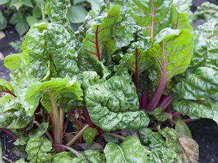 Rhubarb plant in garden