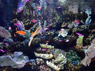 Colorful Tropical Fish and Coral In Tank Aquarium