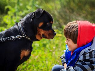 A boy in front of a rottweiler