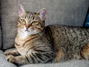 Tabby cat with brown and white fur sitting on gray couch