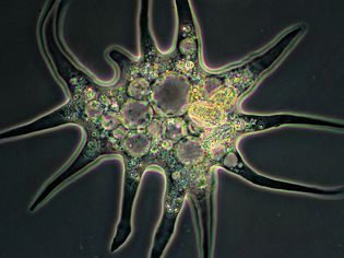 Amoeba