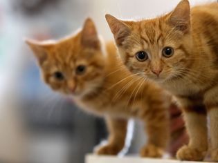 Two 13-week-old kittens