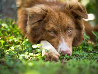 Brown and white Australian shepherd with green eyes