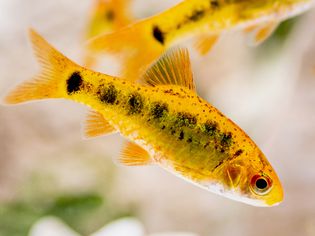 Gold barb fish swimming with gold and black-spotted scales closeup