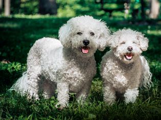 Two Bichon Frise dogs