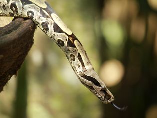 Boa constrictor
