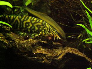 Botia lohachata - Yo Yo Loach