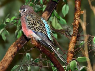 Bourke's parakeet sitting on a tree branch.