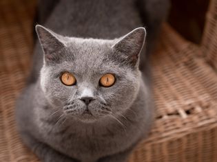 British shorthair cat with big copper eyes