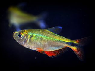 Buenos Aires Tetra