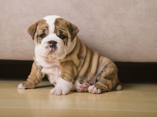 Brindle & White Bulldog Puppy