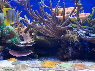 aquarium with fish and coral