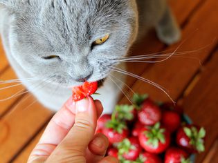 gray cat eating a strawberry