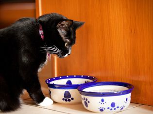 black and white cat looks at two blue and white food bowls