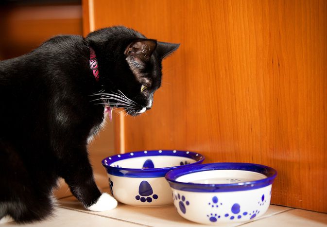 black and white cat looks at two blue and white food bowls