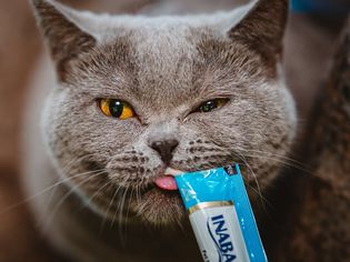 Inaba Churu Cat Food Topper and Treat