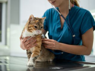 Close-up of female vet examining a kitten with stethoscope in vet clinic.