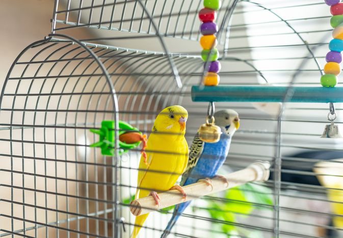 Yellow and blue parakeet birds sitting inside clean bird cage