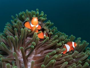 Ocellaris Clownfish and Anemone