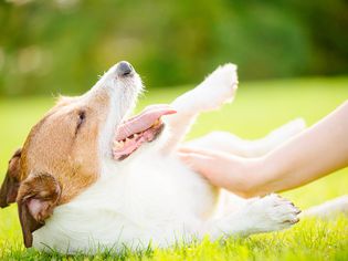 submissive behaviors in dogs
