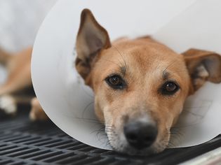brown dog with black nose lays down while wearing cone