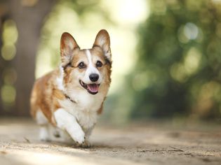 Corgi walking