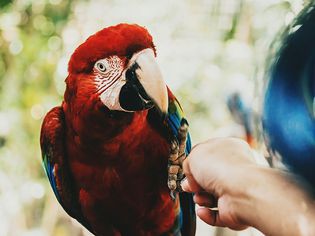 Scarlet Macaw