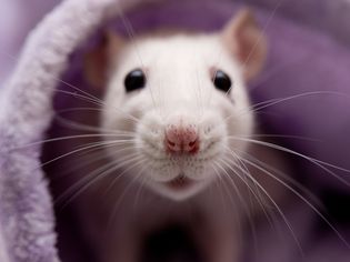 Cute white rat