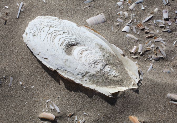 Cuttlebones