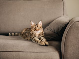 Cute cat on grey couch 