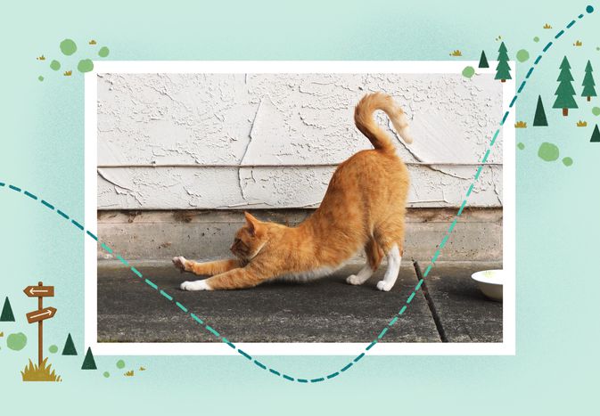 photo treatment of orange cat arching their back in a stretch