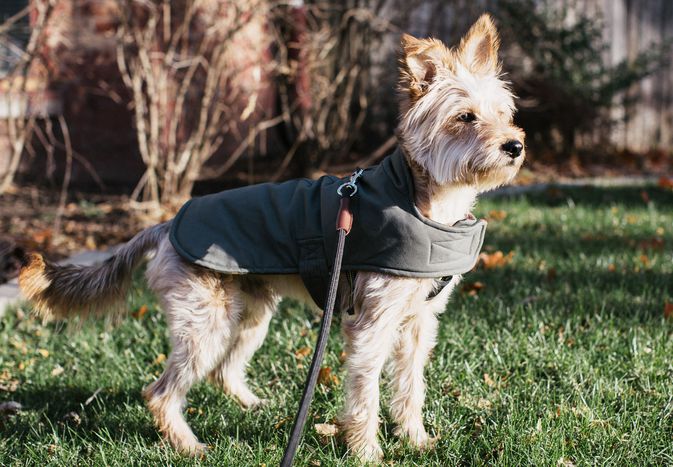 Small dog standing with winter coat
