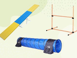 A variety of dog agility equipment on a green background