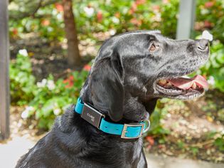 Black lab wearing the Cube Real Time GPS Dog & Cat Tracker outside