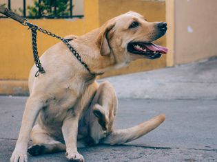 Dog leashed on sidewalk itching itself and panting