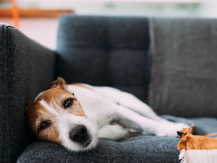 Dog lying on sofa at home, looking ill and sad