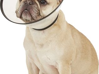 Dog in Dogswell Cone