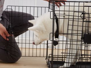 A dog inside the Amazon Basics Foldable Metal Wire Dog Crate with Tray poking it's head out of the front 