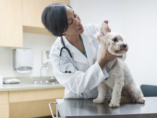 dog gets ears checked at veterinarian office