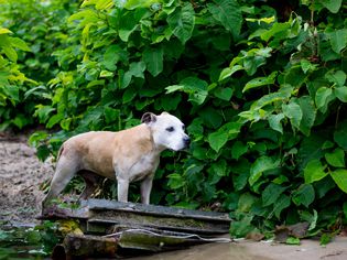 Dog trancing